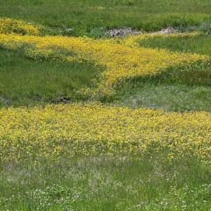 moose-head-ranch-flowers-2