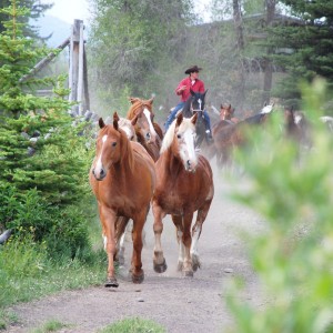 moose-head-ranch-horse-roundup