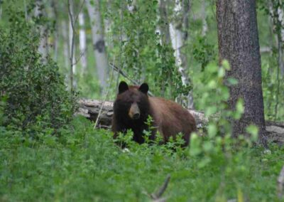 Moose Head Ranch Wildlife